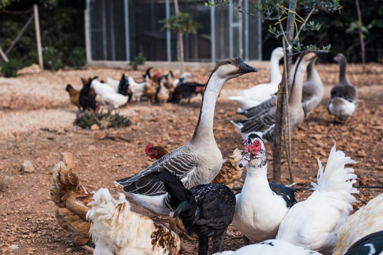 Azienda Agrituristica Tenuta Pizzolungo Erice Luaran gambar
