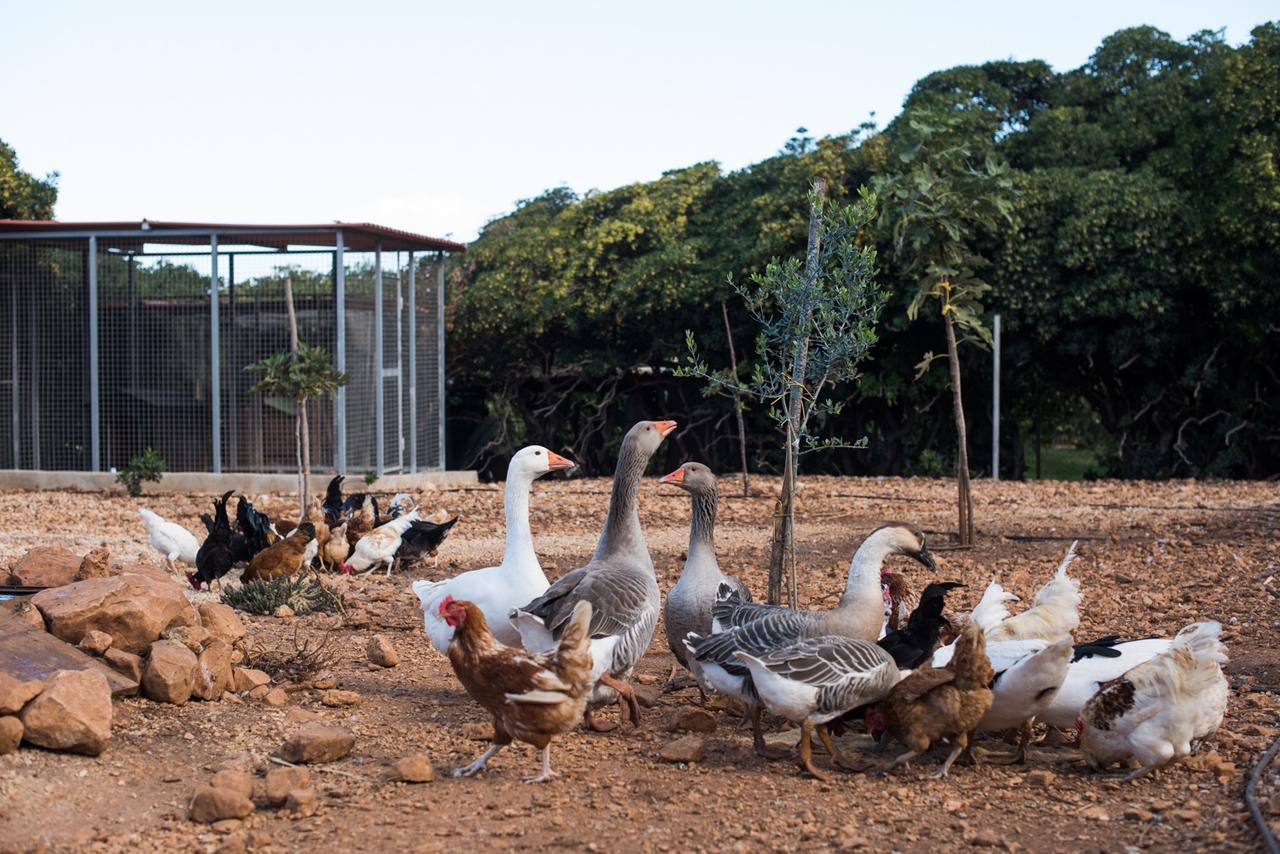 Azienda Agrituristica Tenuta Pizzolungo Erice Luaran gambar